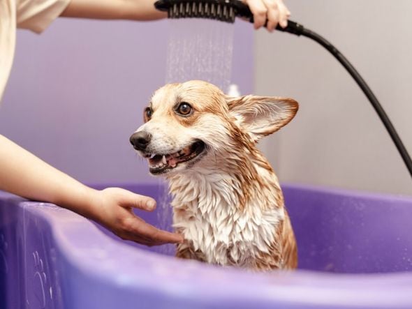 Imagem - 8 sinais que indicam que o cachorro precisa de banho 