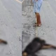 Imagem - Idoso de 87 anos é detido por enforcar cachorro no quintal de casa