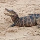 Imagem - Jacaré é flagrado em praia de Salvador; saiba mais
