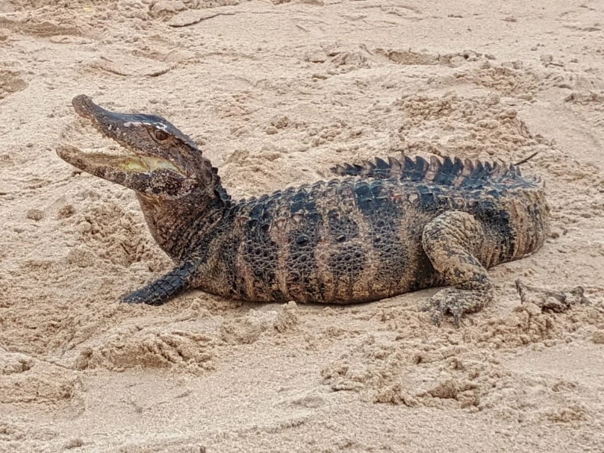 Jacaré é flagrado em praia de Salvador; saiba mais
