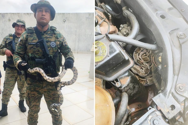 esgate foi encaminhado para o Centro de Triagem de Animais Silvestres (Cetas),