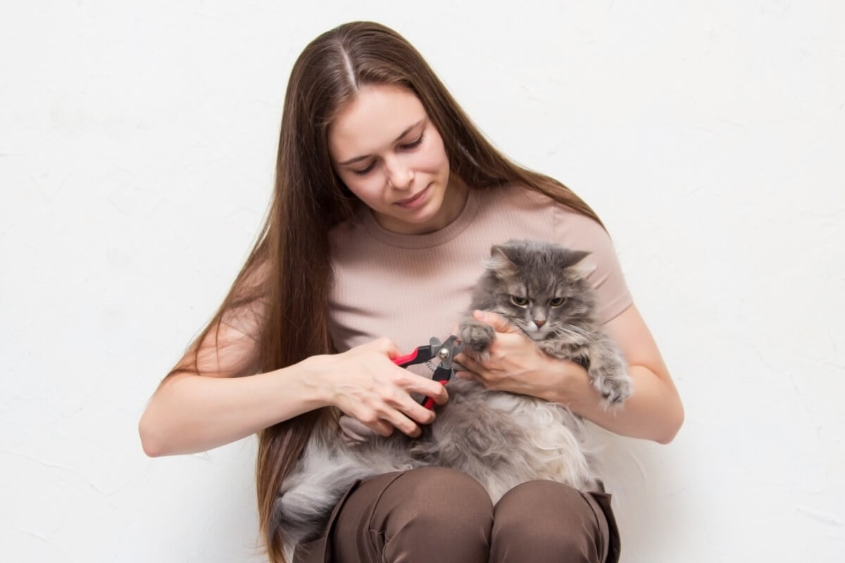 Além de prevenir acidentes, os cortes regulares das unhas dos gatos também evitam que desenvolvam desconfortos ao caminhar (Imagem: Ekaterina43 | Shutterstock)