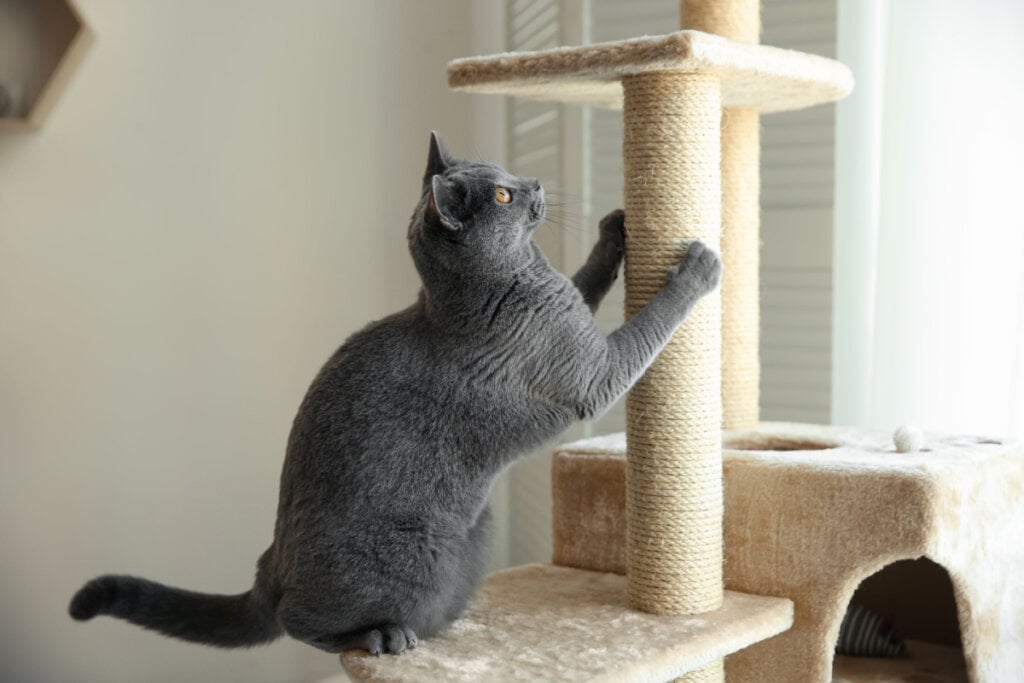 Arranhadores verticais e horizontais ajudam o gato a manter as unhas saudáveis (Imagem: New Africa | Shutterstock)