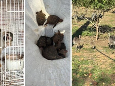 Imagem - Polícia Federal apreende animais silvestres mantidos ilegalmente em centro no interior da Bahia