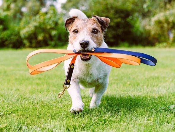 Imagem - 9 motivos para manter o cão na coleira e guia em passeios 