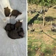 Imagem - Polícia Federal apreende animais silvestres mantidos ilegalmente em centro no interior da Bahia