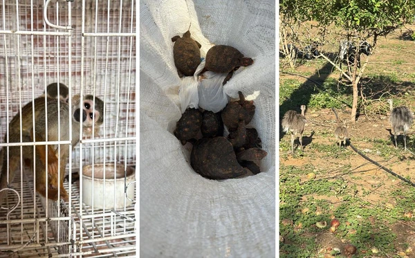 Animais foram encontrados em condições degradantes em Juazeiro