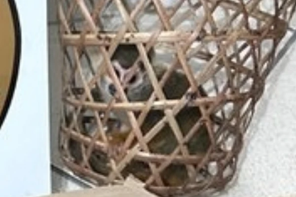 Macaco mão-de-ouro