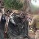 Imagem - Esconderijo, armas e drogas: PM localizada acampamento da Katiara; veja