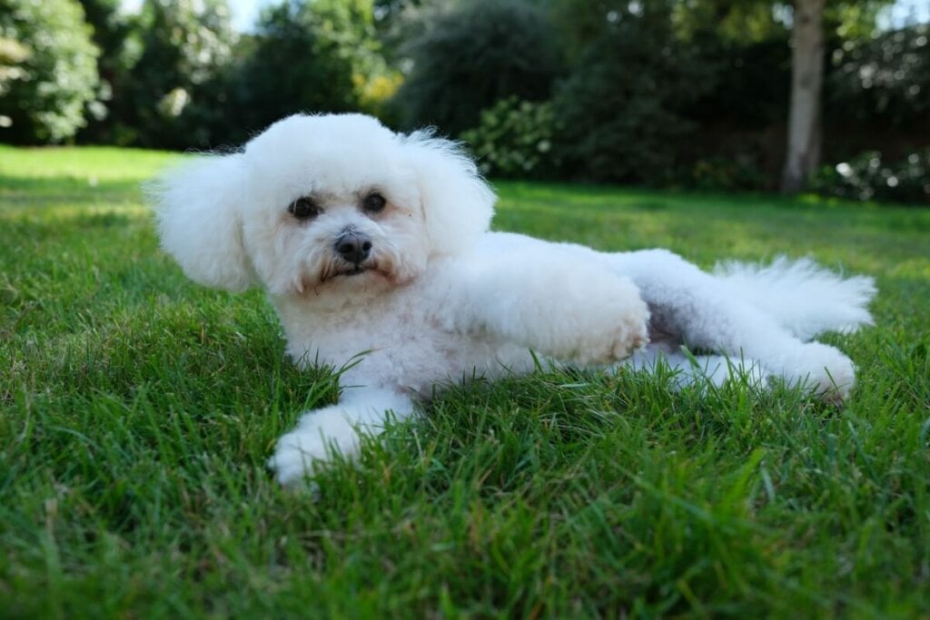 O bichon frisé é brincalhão e companheiro (Imagem: Matthew Nichols1 | Shutterstock)