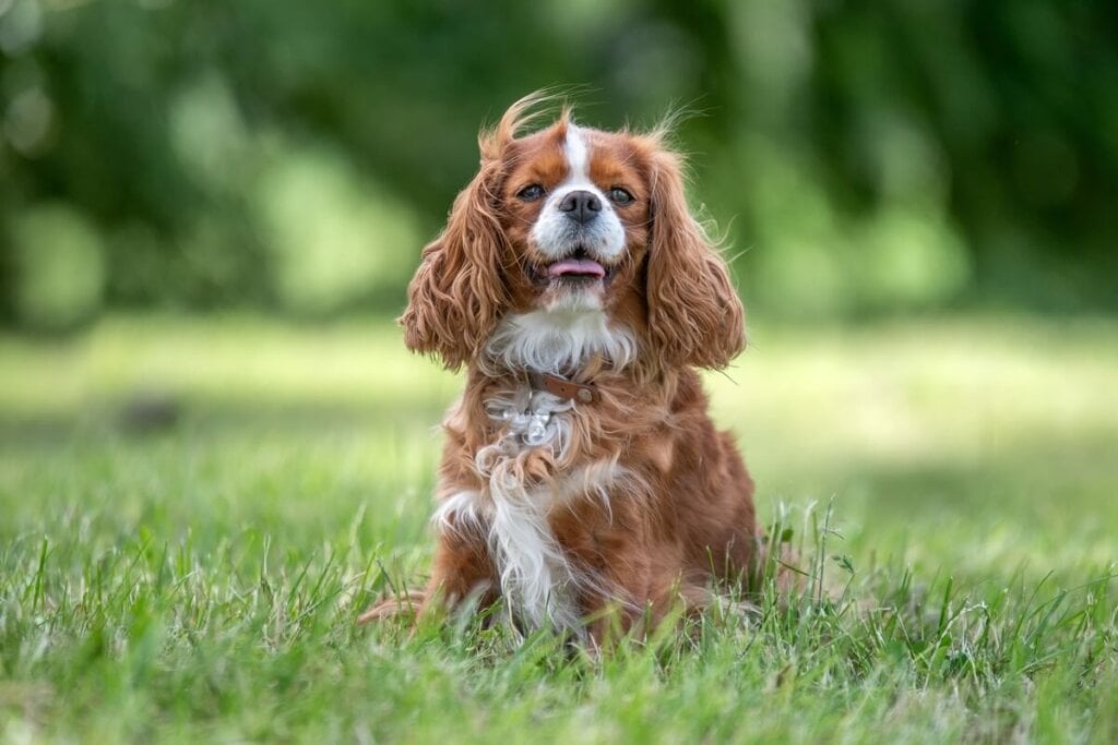 O cavalier king charles spaniel é extremamente sociável e se adapta facilmente à rotina da casa (Imagem: BAUER Alexandre | Shutterstock)