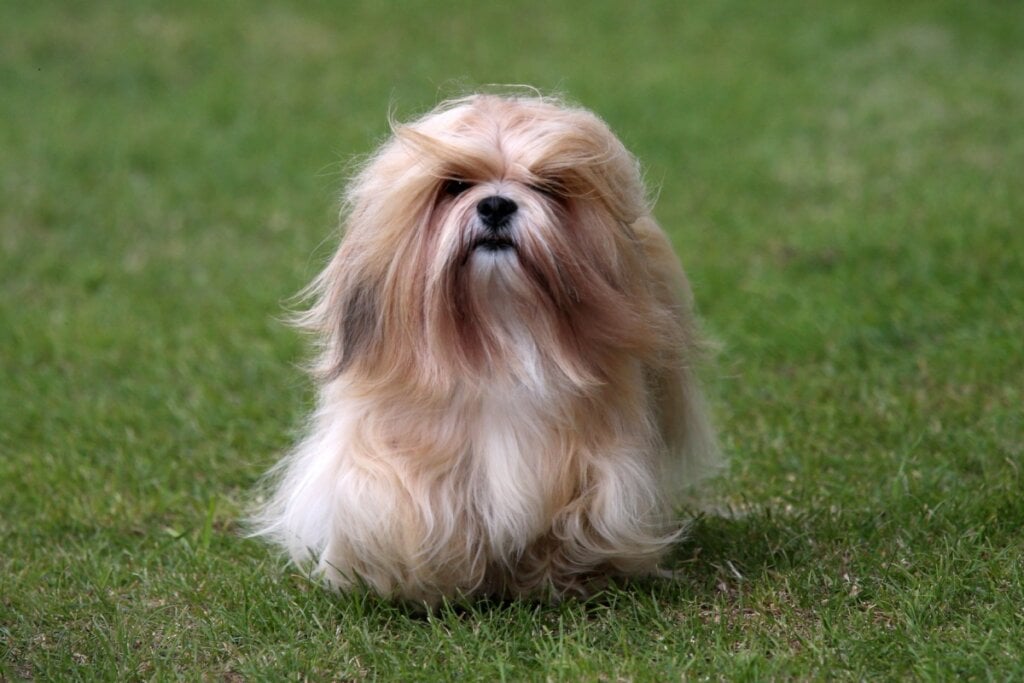 O lhasa apso é calmo e gosta de estar próximo ao tutor (Imagem: Sue Thatcher | Shutterstock)
