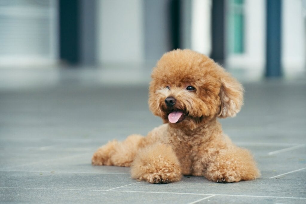 O poodle toy é sensível e tranquilo dentro de casa (Imagem: Lim Tiaw Leong | Shutterstock)