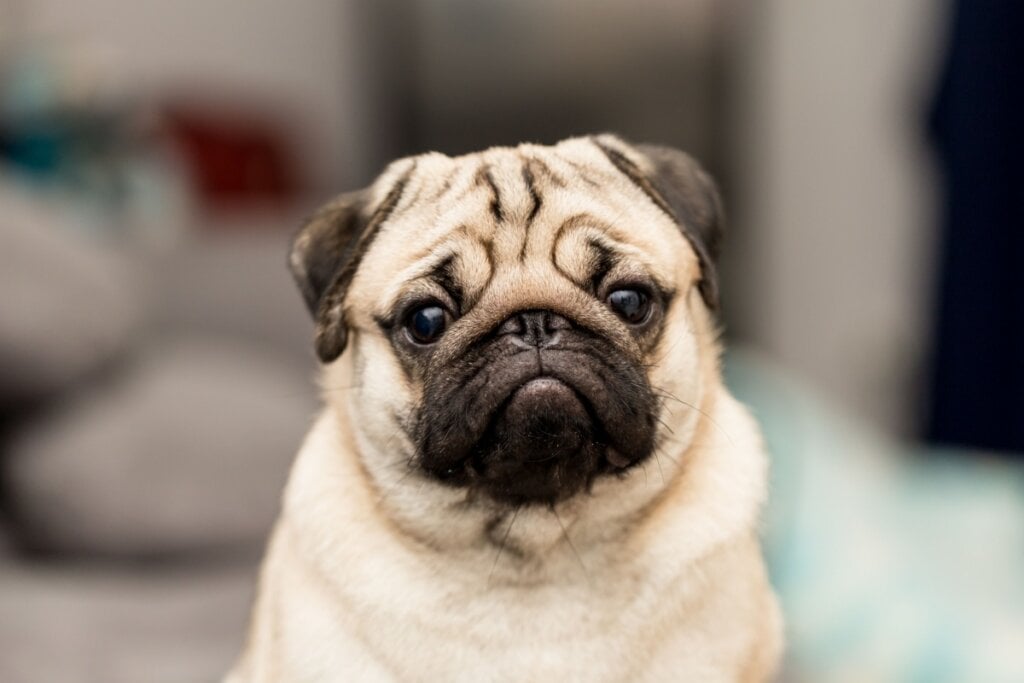 O pug é um cachorro tranquilo e uma ótima companhia para os idosos (Imagem: 220 Selfmade studio | Shutterstock)