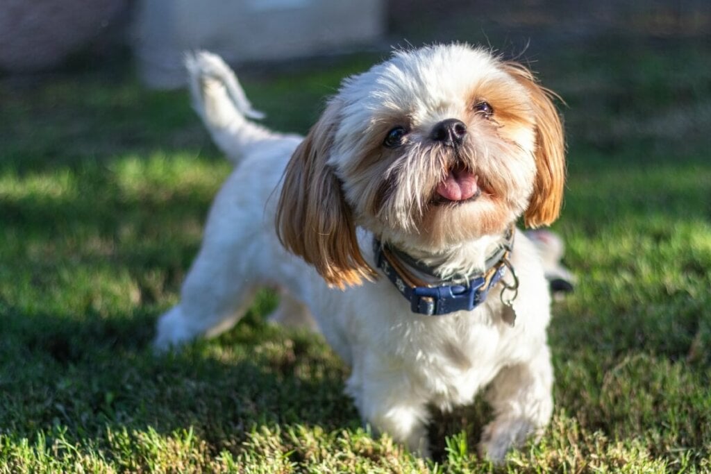O shih tzu tem um temperamento doce e é muito apegado ao tutor(Imagem: Brenda Areli55 | Shutterstock)