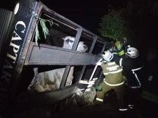 Imagem - Bombeiros resgatam dezenas de bois após caminhão tombar na Bahia
