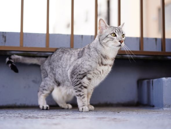Imagem - 4 características do gato da raça mau egípcio 
