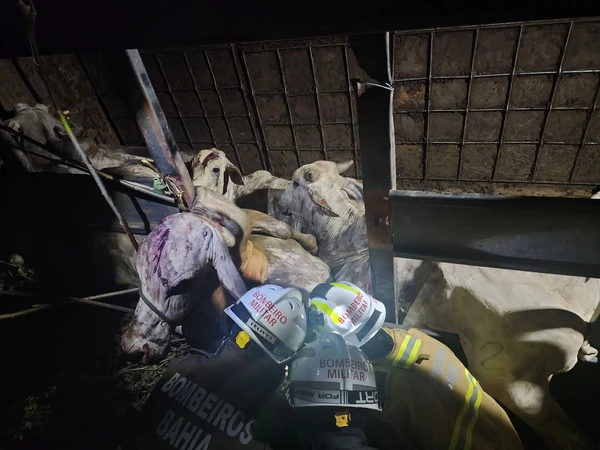 Alguns animais estavam machucados