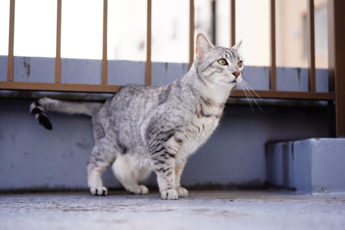 O gato mau egípcio é uma das raças mais antigas do mundo (Imagem: naturepicture_rika | Shutterstock) 