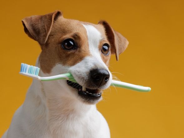 Imagem - Veja como cuidar da saúde bucal do seu animal de estimação