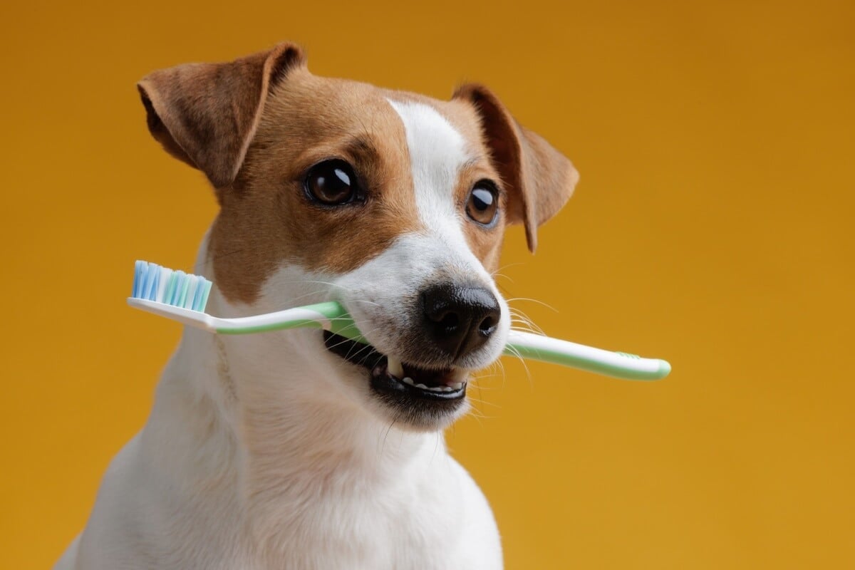 Os dentes dos animais também necessitam de cuidados (Imagem: sergey kolesnikov | Shutterstock)