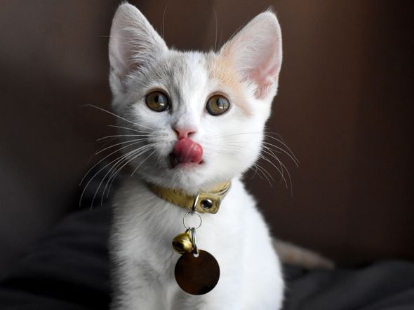 Imagem - 4 ferramentas que ajudam a localizar animais perdidos