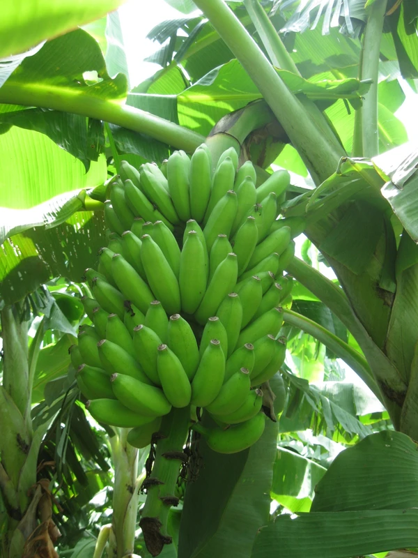 A variedade de banana “BRS Princesa”, desenvolvida pela Embrapa e adaptada ao cultivo orgânico, surpreendeu pela produtividade
