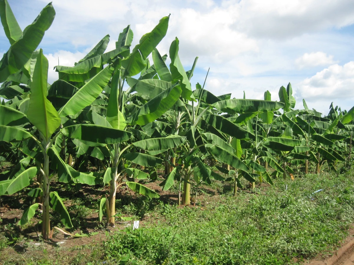 O experimento foi feito Embrapa Mandioca e Fruticultura, sediada na cidade de Cruz das Almas, no Recôncavo baiano, em parceria com a Bioenergia Orgânicos