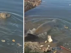 Imagem - Elefante-marinho é procurado na Baía de Todos-os-Santos