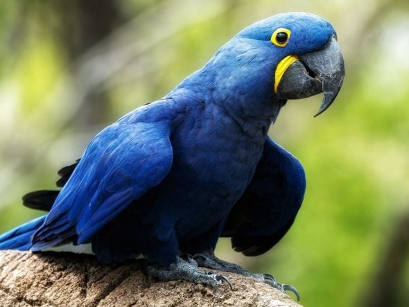 Imagem - 10 curiosidades incríveis sobre a arara-azul