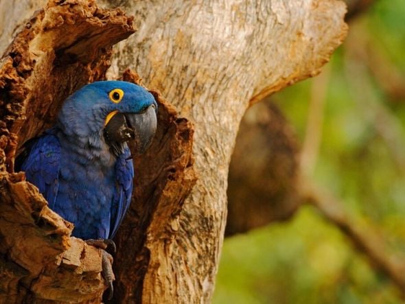 Imagem - Criadouro rebate acusações após ararinhas-azuis ameaçadas de extinção desenvolverem vírus letal na Bahia