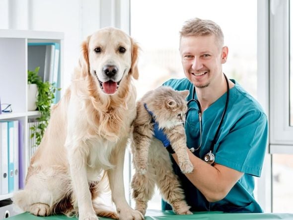 Imagem - 6 motivos para manter o check-up dos animais em dia