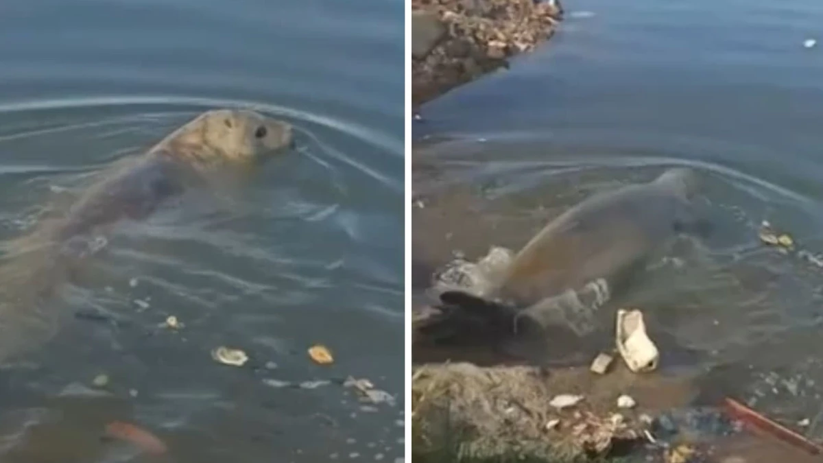 Animal já havia sido visto em outras cidades 