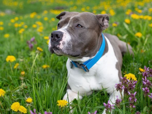 Imagem - 4 características do cachorro da raça staffordshire bull terrier 