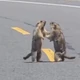 Imagem - Duelo de marmotas causa engarrafamento em rodovia chinesa e viraliza; VÍDEO
