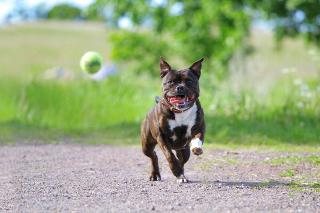 A prática de atividade física é fundamental para o staffordshire bull terrier manter a sua musculatura e peso saudáveis (Imagem: Anna Hudorozkova | Shutterstock)
