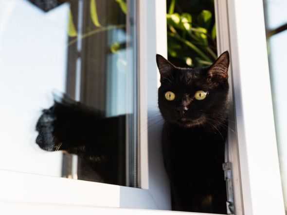 Imagem - 8 cuidados para o gato não sair de casa