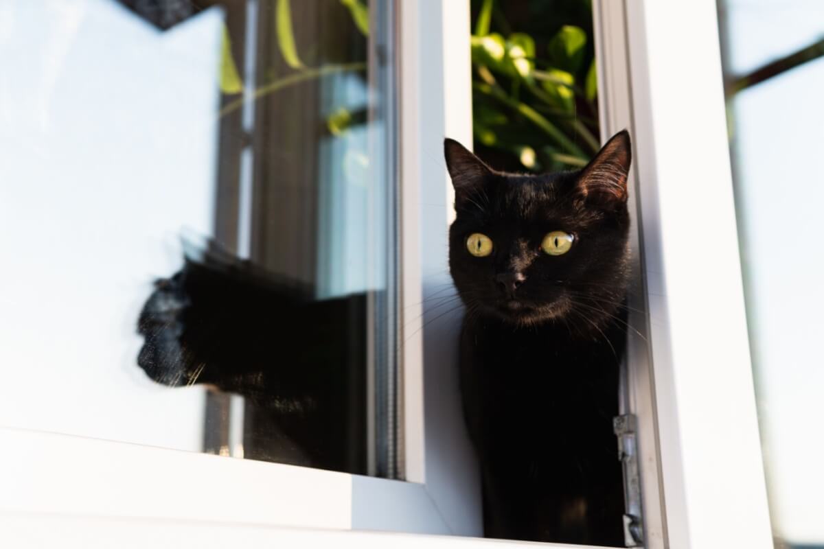 Manter o gato dentro de casa preserva a sua saúde e bem-estar (Imagem: leonov.o | Shutterstock) 