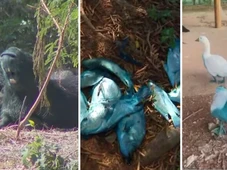 Imagem - Capivaras, patos e peixes ficam azuis após carreta derramar corante em córrego