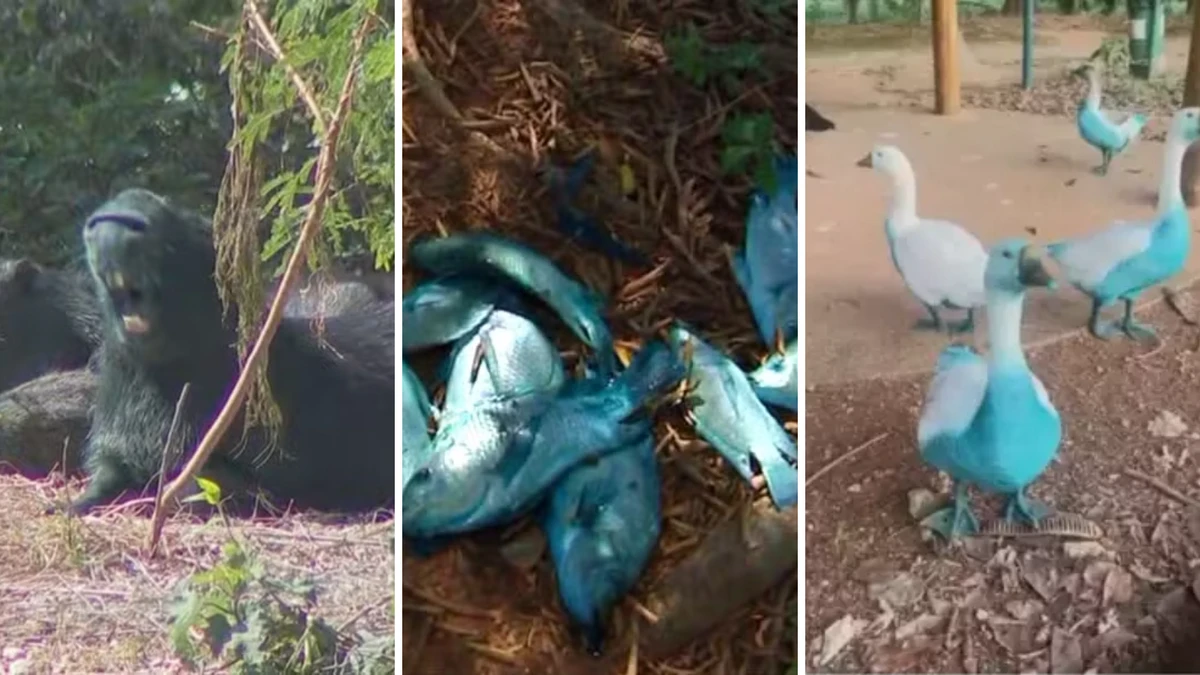 Animais foram tingidos com corante usado para colorir caixas de ovos