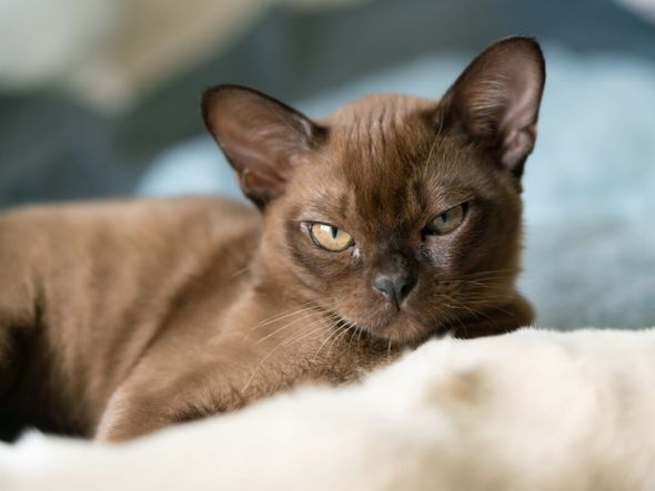 Imagem - Veja quais são as 8 raças de gato mais inteligentes
