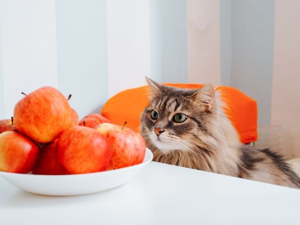 Imagem - Veja como oferecer certos alimentos ao gato de forma segura