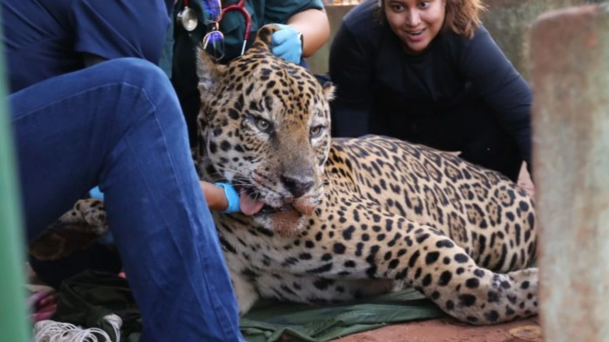 Animal não receberá visitas