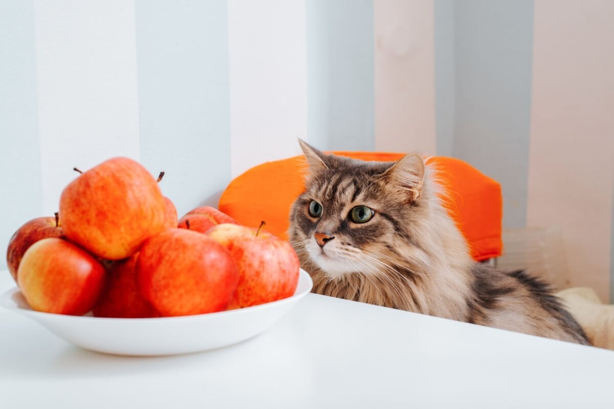 Frutas como maçã devem ser oferecidas em pequena quantidade e sem sementes (Imagem: Sergio Photone | Shutterstock)