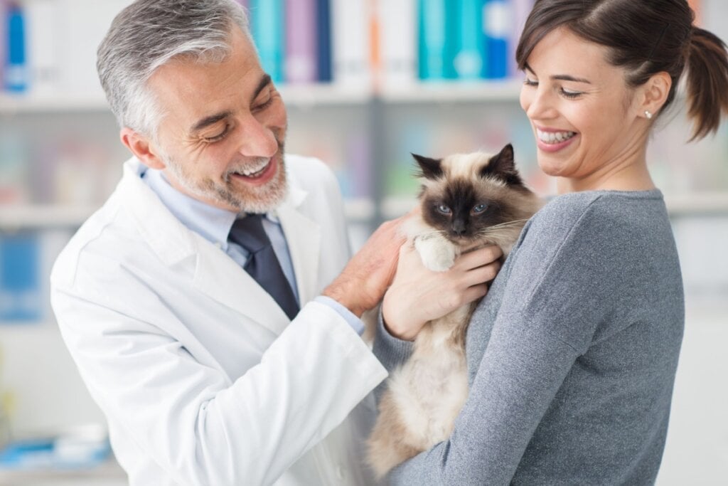 O acompanhamento de um médico-veterinário durante o processo de introduzir novos alimentos na dieta do gato é essencial (Imagem: Stokkete | Shutterstock) 