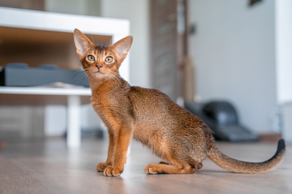 O gato abissínio é inteligente, atento e aprende comandos com facilidade (Imagem: Pandora Pictures | Shutterstock) 