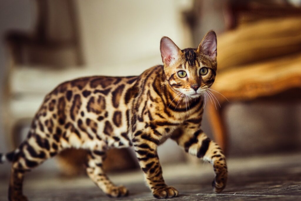 O gato bengal é extremamente inteligente, aprende truques e pode até abrir portas ou torneiras (Imagem: Alexander_Evgenyev | Shutterstock)
