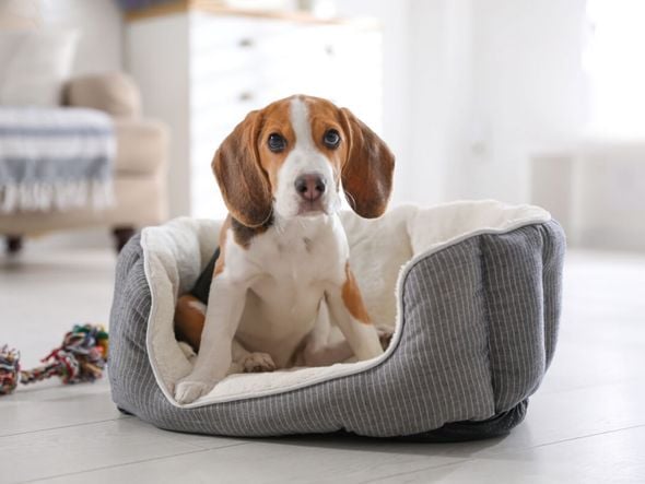 Imagem - Veja o que fazer caso seu animal sofra uma queda