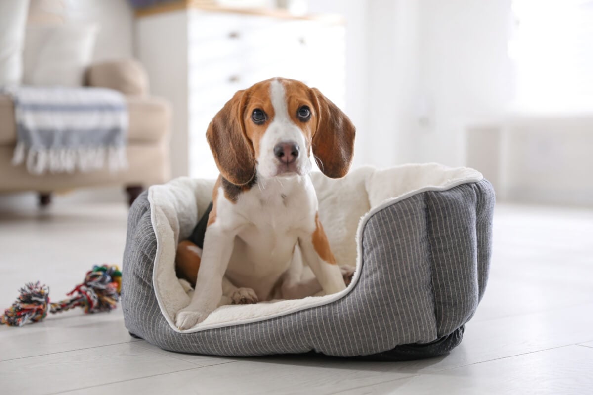 As quedas de cães e gatos são comuns, e os tutores precisam estar atentos aos sinais de desconforto (Imagem: New Africa | Shutterstock) 