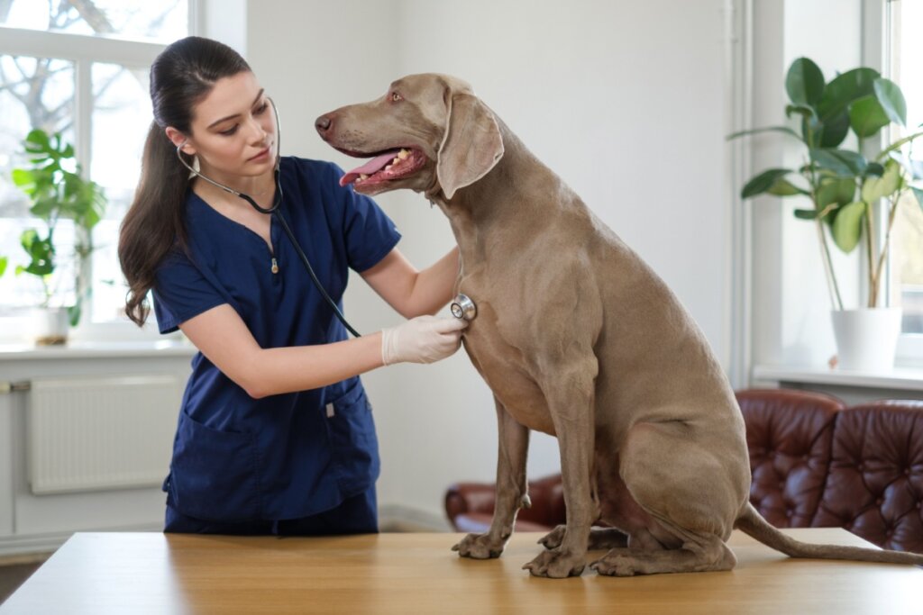 É essencial levar o animal ao veterinário em caso de queda (Imagem: Nejron Photo | Shutterstock) 